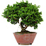 Chamaecyparis obtusa, 14 cm, ± 10 years old
