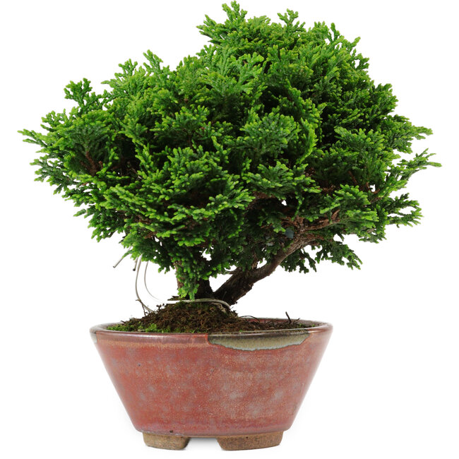 Chamaecyparis obtusa, 14 cm, ± 10 years old