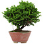 Chamaecyparis obtusa, 14 cm, ± 10 años