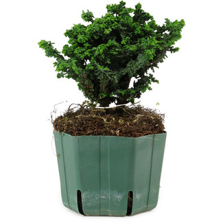 Chamaecyparis obtusa Sekka Hinoki, 14 cm, ± 12 anni
