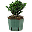 Chamaecyparis obtusa Sekka Hinoki, 14 cm, ± 12 years old
