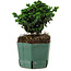 Chamaecyparis obtusa Sekka Hinoki, 14 cm, ± 12 Jahre alt