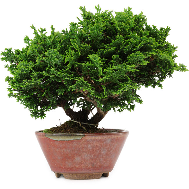Chamaecyparis obtusa, 14 cm, ± 10 anni