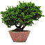 Chamaecyparis obtusa, 14 cm, ± 10 years old