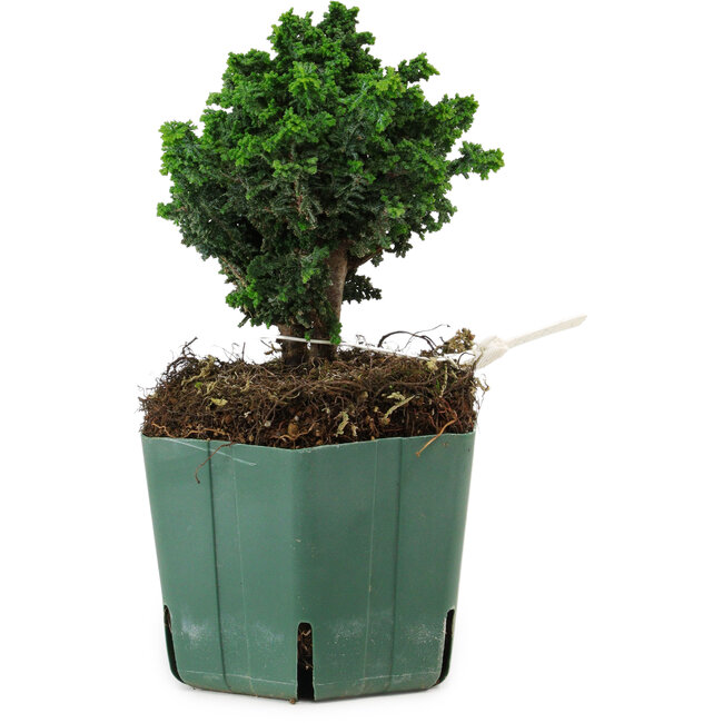 Chamaecyparis obtusa Sekka Hinoki, 14 cm, ± 12 years old
