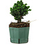 Chamaecyparis obtusa Sekka Hinoki, 14 cm, ± 12 jaar oud