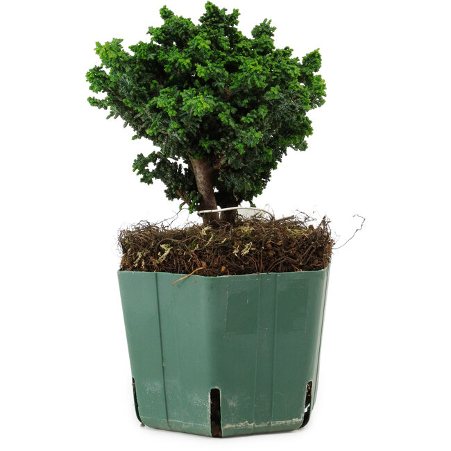 Chamaecyparis obtusa Sekka Hinoki, 14 cm, ± 12 años