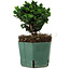 Chamaecyparis obtusa Sekka Hinoki, 14 cm, ± 12 jaar oud