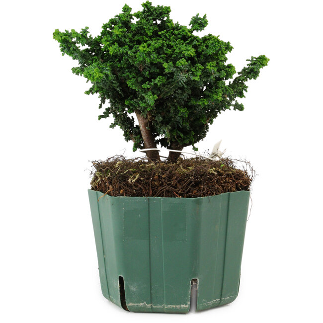 Chamaecyparis obtusa Sekka Hinoki, 14 cm, ± 12 Jahre alt