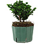 Chamaecyparis obtusa Sekka Hinoki, 14 cm, ± 12 jaar oud
