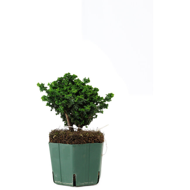 Chamaecyparis obtusa Sekka Hinoki, 14 cm, ± 12 years old