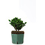 Chamaecyparis obtusa Sekka Hinoki, 14 cm, ± 12 jaar oud