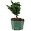 Chamaecyparis obtusa Sekka Hinoki, 17 cm, ± 12 years old