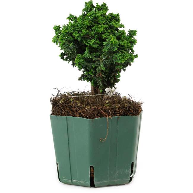 Chamaecyparis obtusa Sekka Hinoki, 14 cm, ± 12 anni
