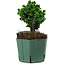Chamaecyparis obtusa Sekka Hinoki, 14 cm, ± 12 años