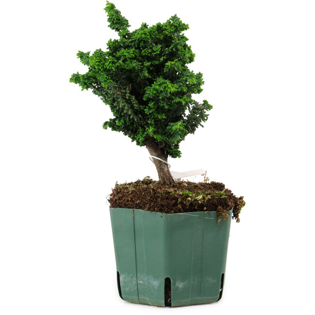 Chamaecyparis obtusa Sekka Hinoki, 17 cm, ± 12 years old