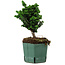 Chamaecyparis obtusa Sekka Hinoki, 17 cm, ± 12 jaar oud