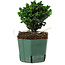 Chamaecyparis obtusa Sekka Hinoki, 14 cm, ± 12 years old