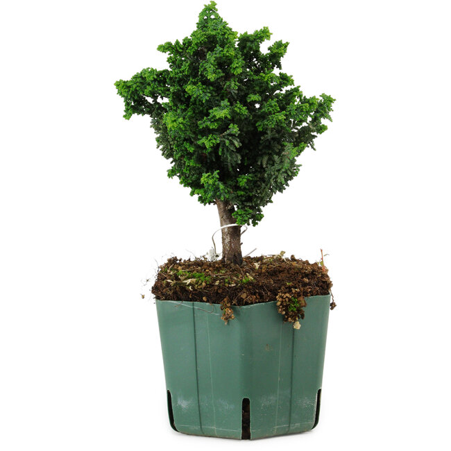 Chamaecyparis obtusa Sekka Hinoki, 17 cm, ± 12 jaar oud
