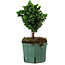 Chamaecyparis obtusa Sekka Hinoki, 17 cm, ± 12 años
