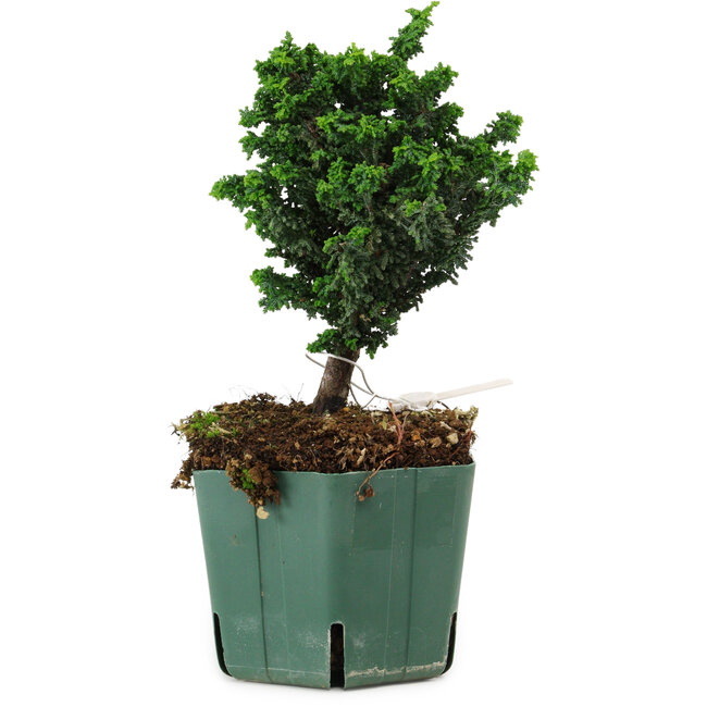 Chamaecyparis obtusa Sekka Hinoki, 17 cm, ± 12 años