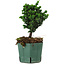 Chamaecyparis obtusa Sekka Hinoki, 17 cm, ± 12 Jahre alt