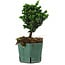 Chamaecyparis obtusa Sekka Hinoki, 17 cm, ± 12 years old