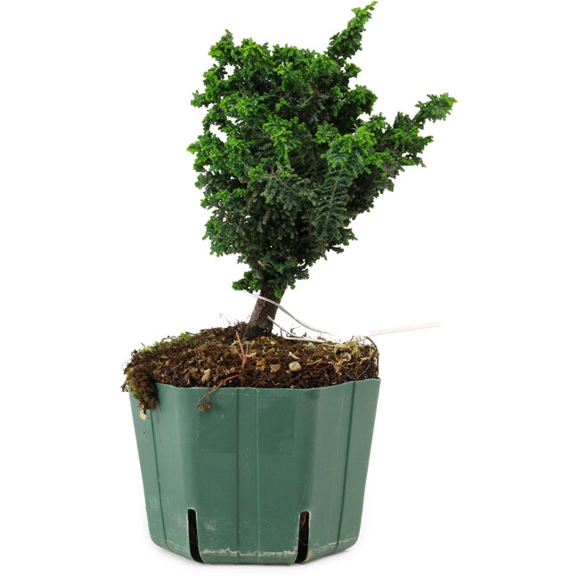 Chamaecyparis obtusa Sekka Hinoki, 17 cm, ± 12 jaar oud