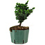 Chamaecyparis obtusa Sekka Hinoki, 17 cm, ± 12 años