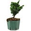 Chamaecyparis obtusa Sekka Hinoki, 17 cm, ± 12 years old