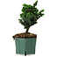 Chamaecyparis obtusa Sekka Hinoki, 17 cm, ± 12 years old