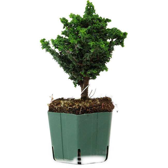 Chamaecyparis obtusa Sekka Hinoki, 17 cm, ± 12 years old