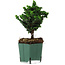 Chamaecyparis obtusa Sekka Hinoki, 17 cm, ± 12 years old