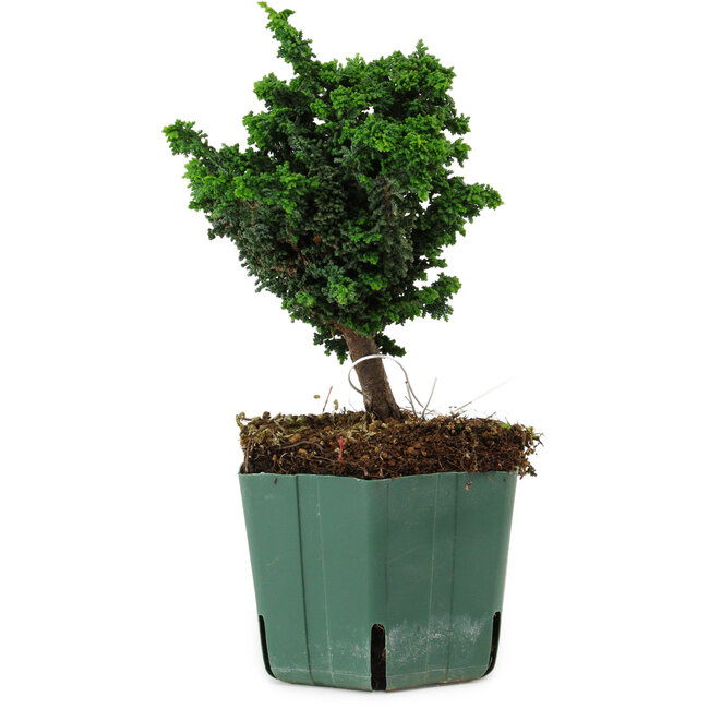 Chamaecyparis obtusa Sekka Hinoki, 17 cm, ± 12 anni