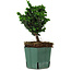 Chamaecyparis obtusa Sekka Hinoki, 17 cm, ± 12 years old
