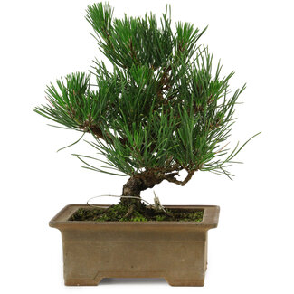 Pinus thunbergii, 20 cm, ± 12 years old