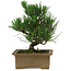 Pinus thunbergii, 20 cm, ± 12 Jahre alt