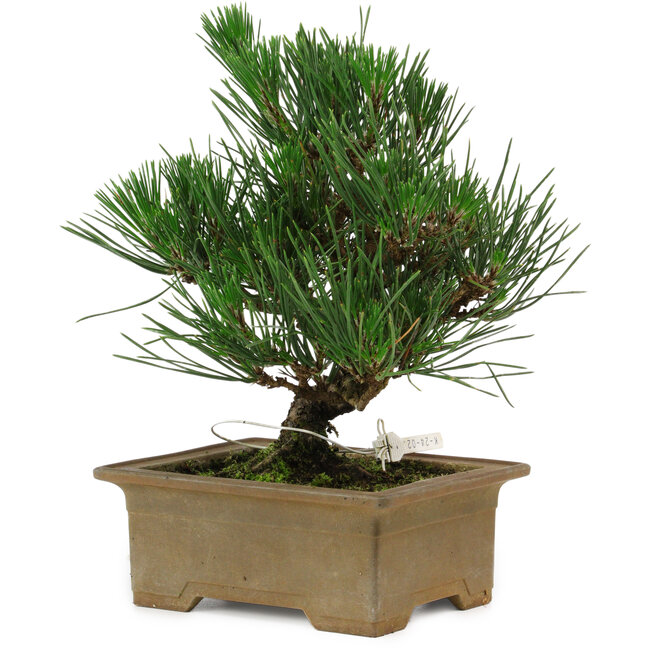 Pinus thunbergii, 20 cm, ± 12 jaar oud