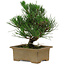 Pinus thunbergii, 20 cm, ± 12 años de edad