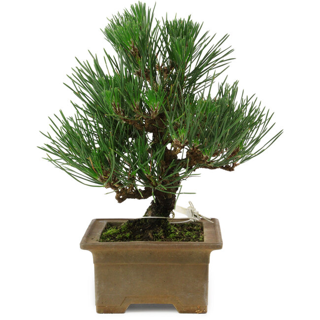 Pinus thunbergii, 20 cm, ± 12 años de edad