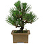 Pinus thunbergii, 20 cm, ± 12 years old