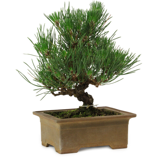 Pinus thunbergii, 20 cm, ± 12 años de edad
