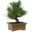 Pinus thunbergii, 20 cm, ± 12 years old