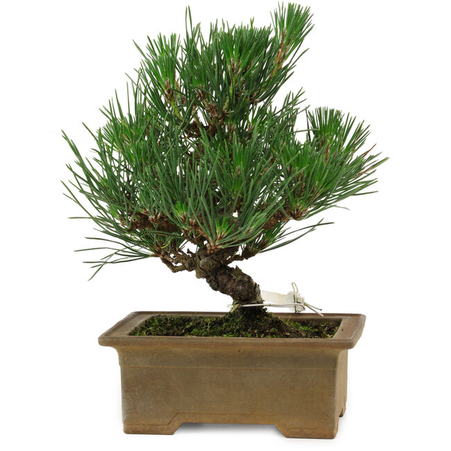 Pinus thunbergii, 20 cm, ± 12 years old