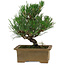 Pinus thunbergii, 20 cm, ± 12 ans