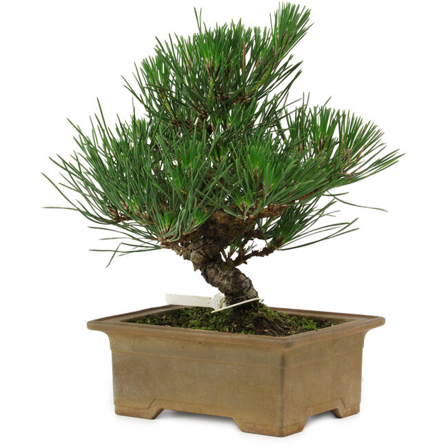 Pinus thunbergii, 20 cm, ± 12 anni
