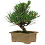 Pinus thunbergii, 20 cm, ± 12 ans