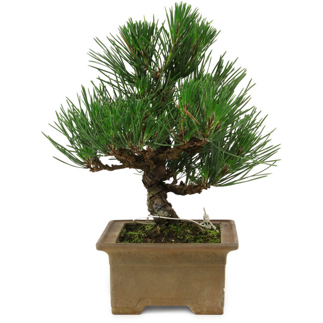 Pinus thunbergii, 20 cm, ± 12 jaar oud