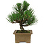 Pinus thunbergii, 20 cm, ± 12 anni
