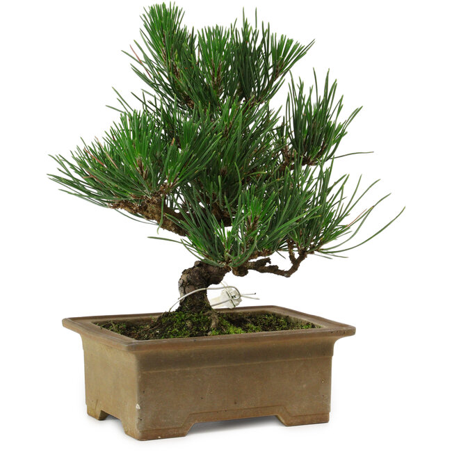 Pinus thunbergii, 20 cm, ± 12 Jahre alt